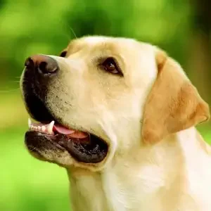 photo_print_21_300_new